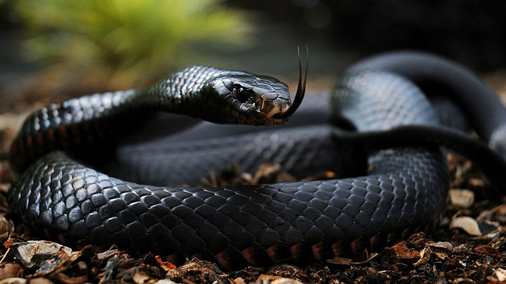 PRAYING AGAINST SERPENTS AND SNAKES (Apostle Emmanuel A. Adjei)